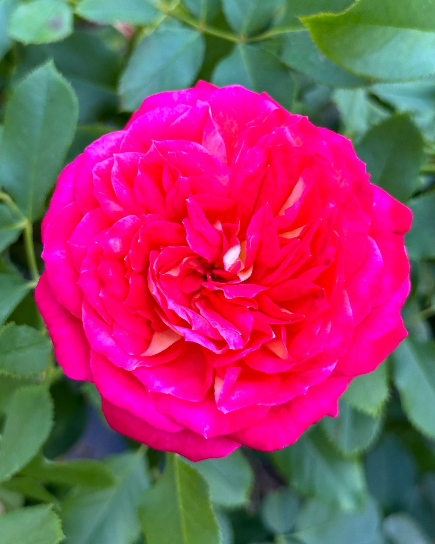 Midsummer (TAN02280) image 0