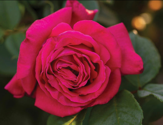 Gift of Grace (MEIzincaro) image 0