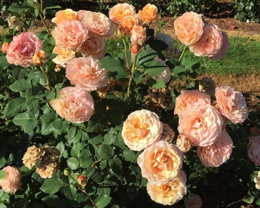 Catherine Hershey image 1