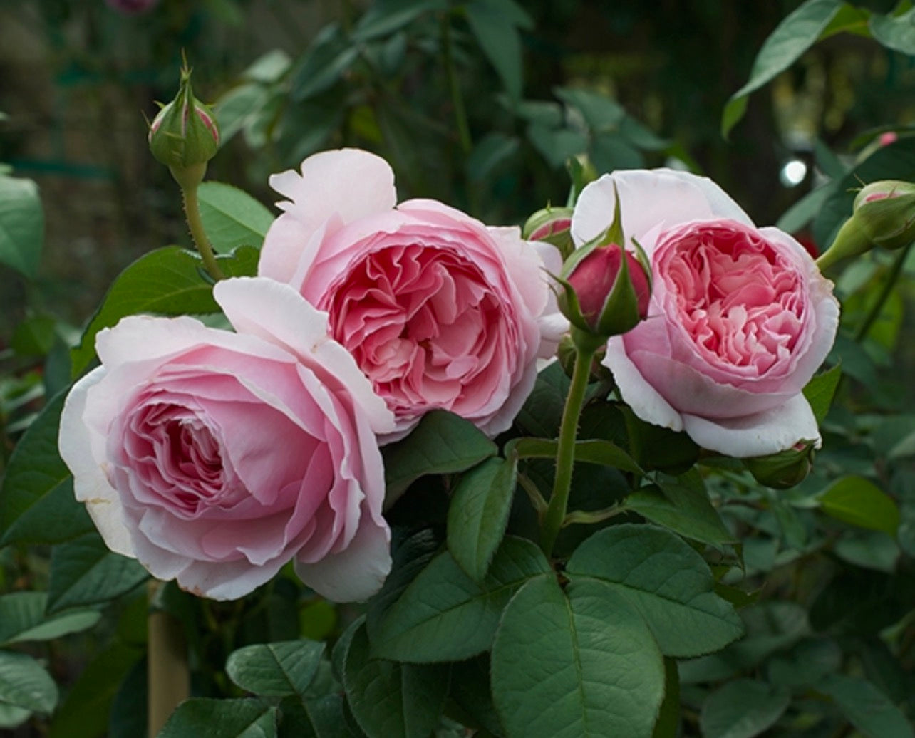 The Enchantress image 1