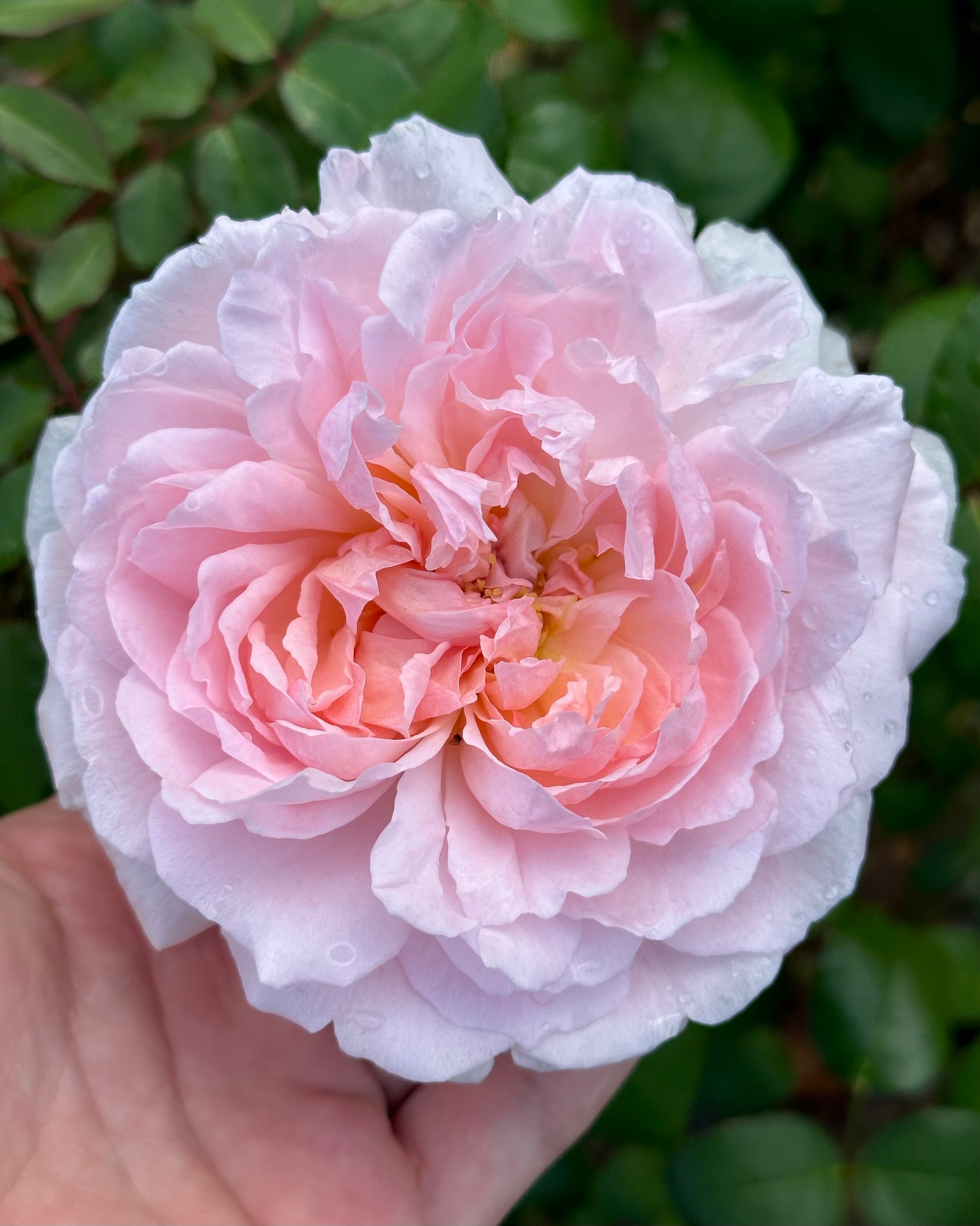 Sister’s Fairytale image 0