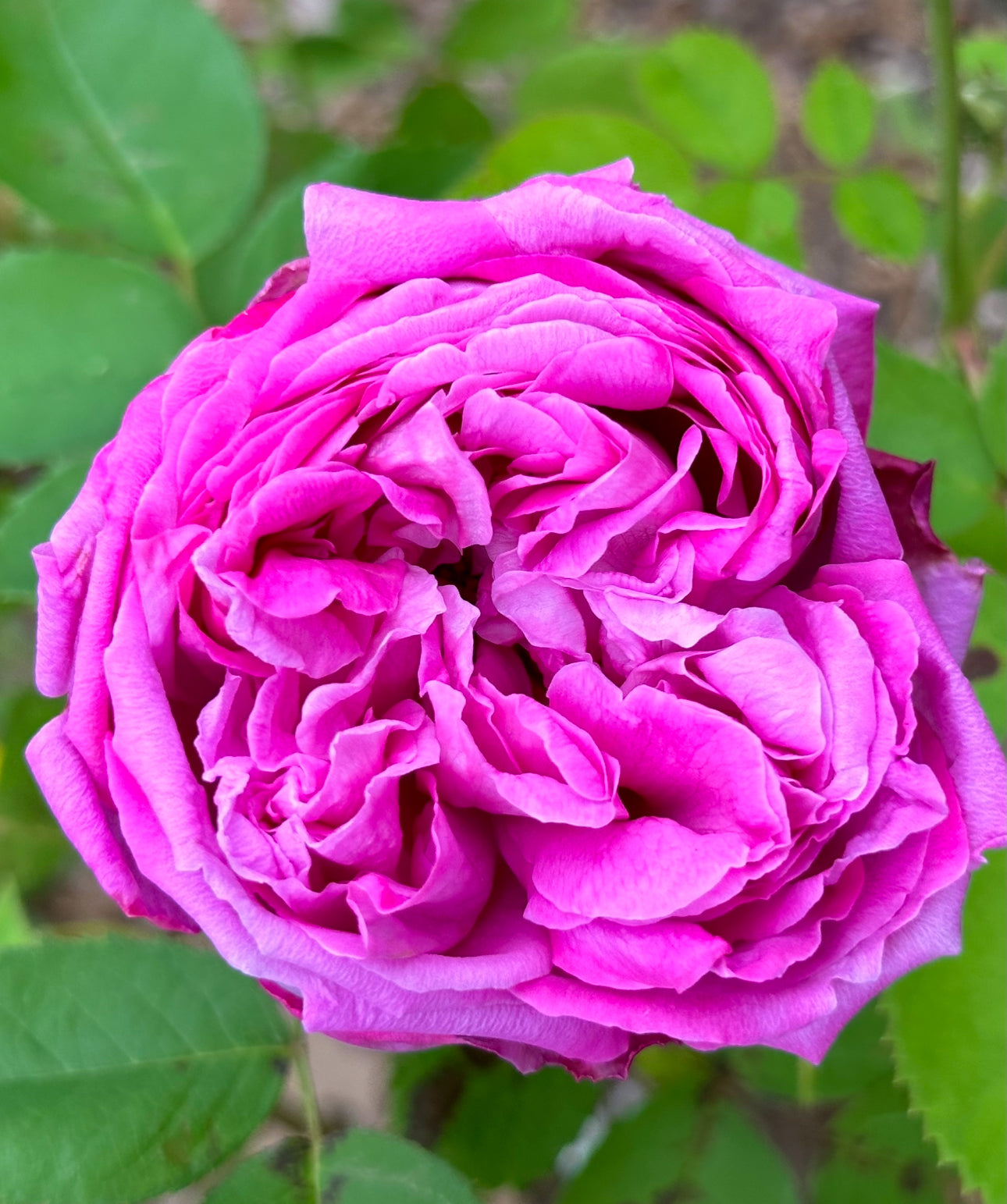 Baronne Prevost image 1