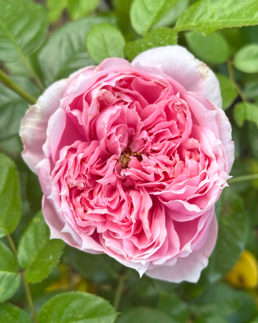 My Fair Lady (TANRT05389) image 0