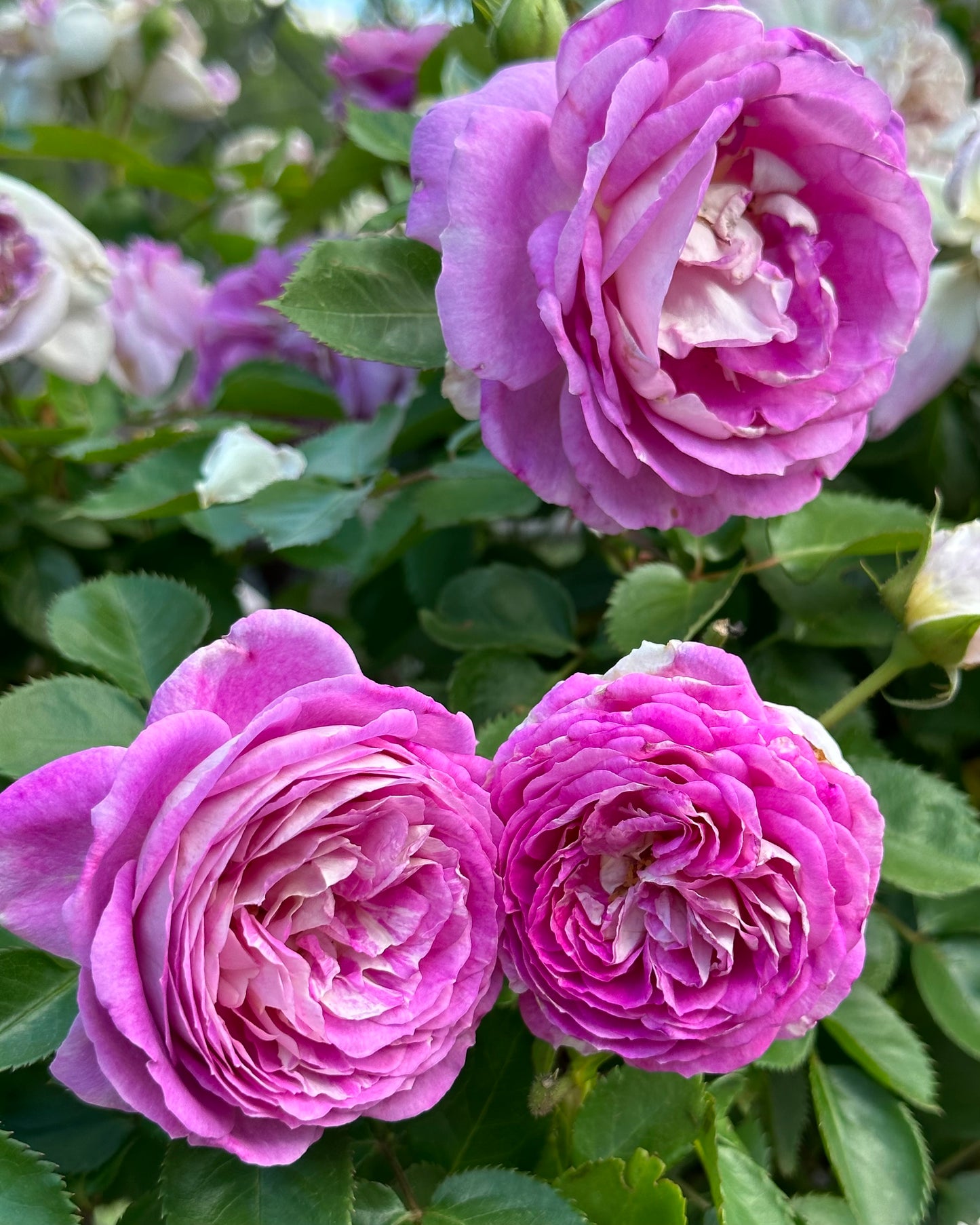 Arctic Blue 24” Tree Rose