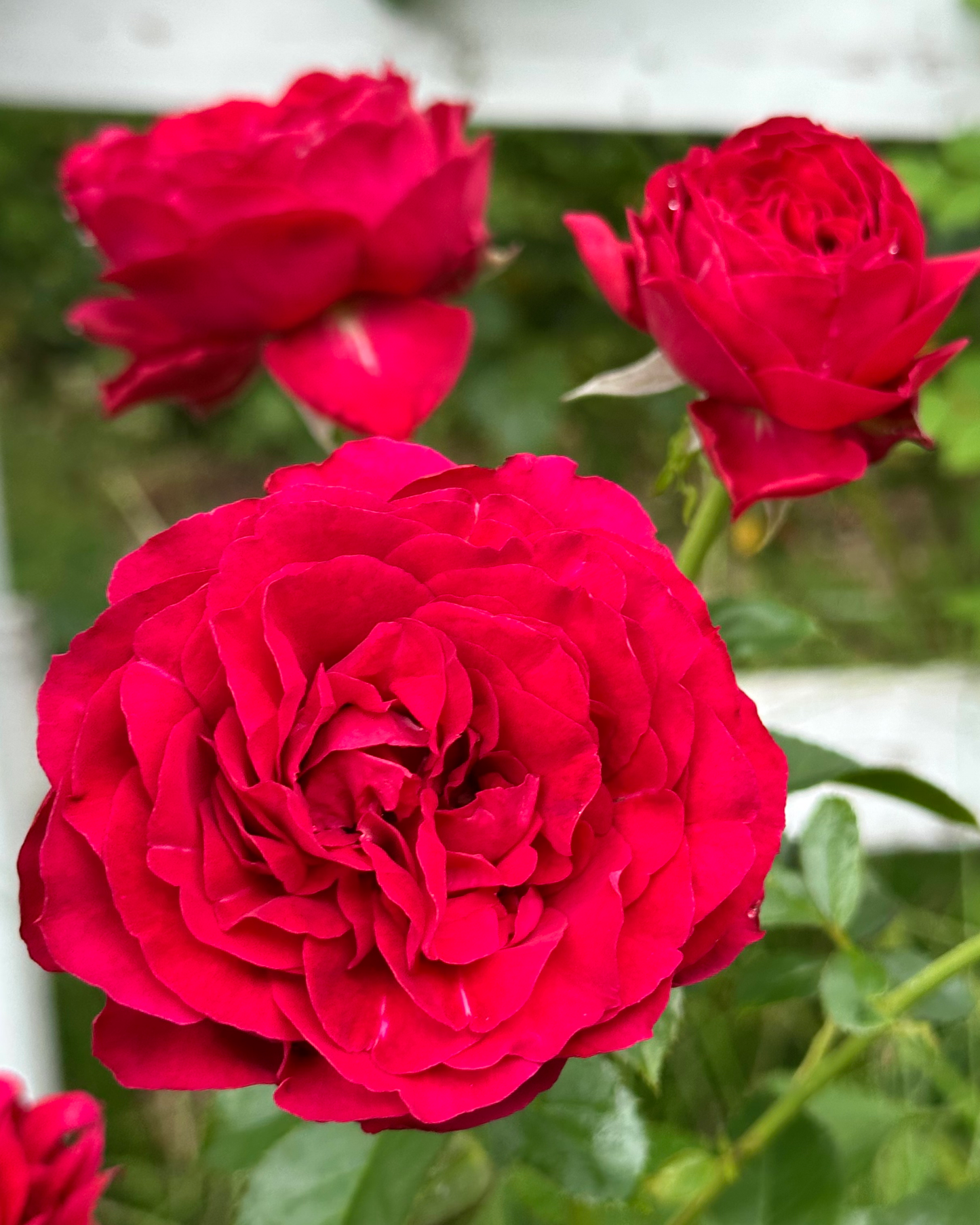 Eudora (NIRpren) image 0