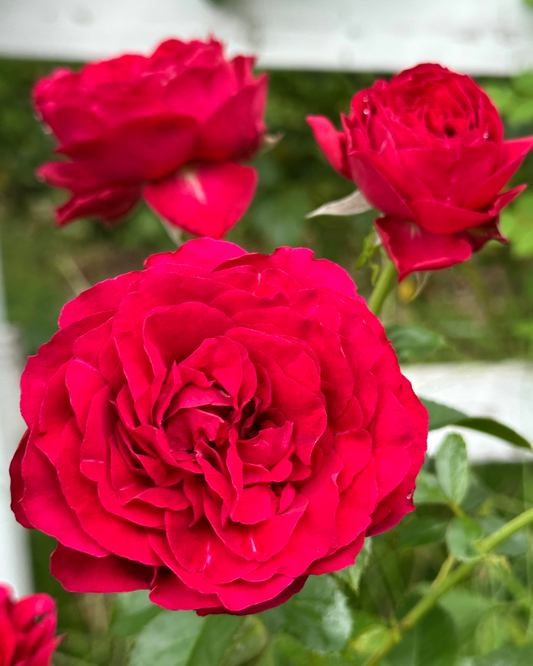 Eudora (NIRpren) image 0