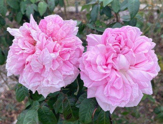 Enfant de France image 0