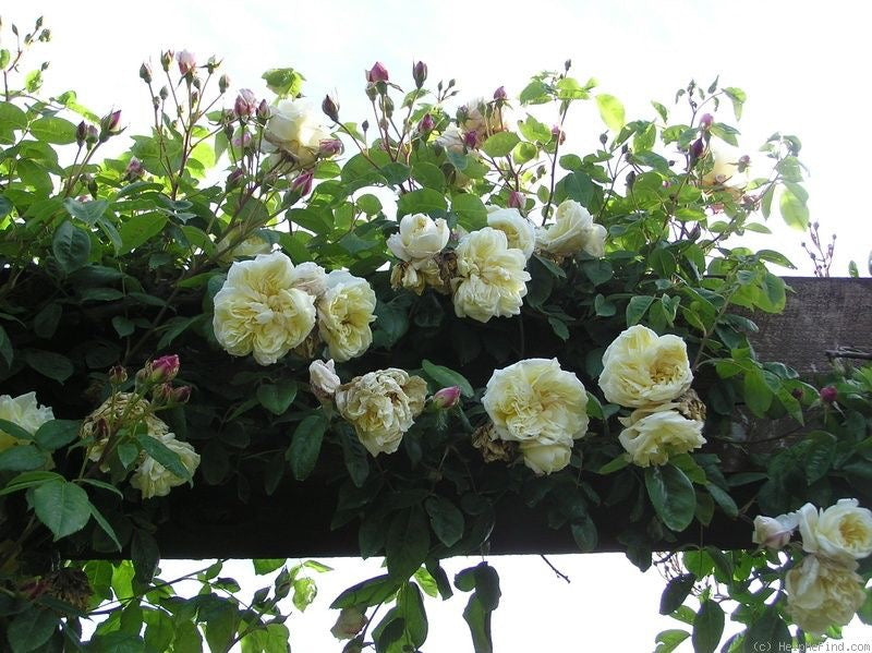 Climbing Celine Forestier image 0