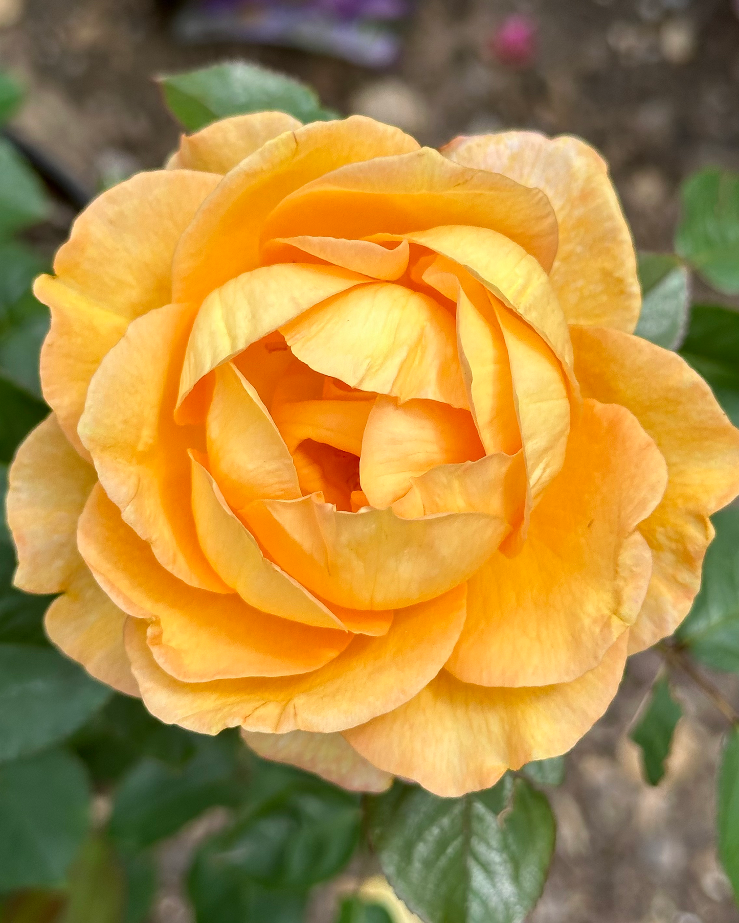 Maui Sunrise image 1