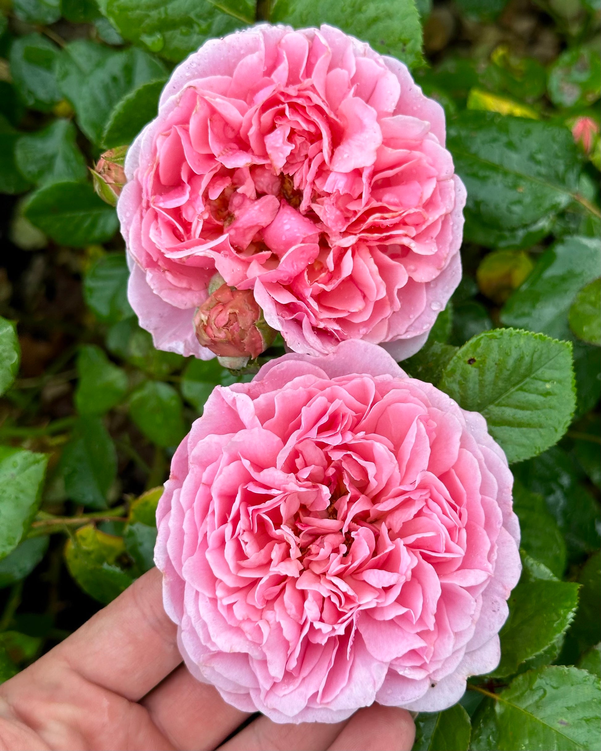 Kallisto (SAUvalet) image 1