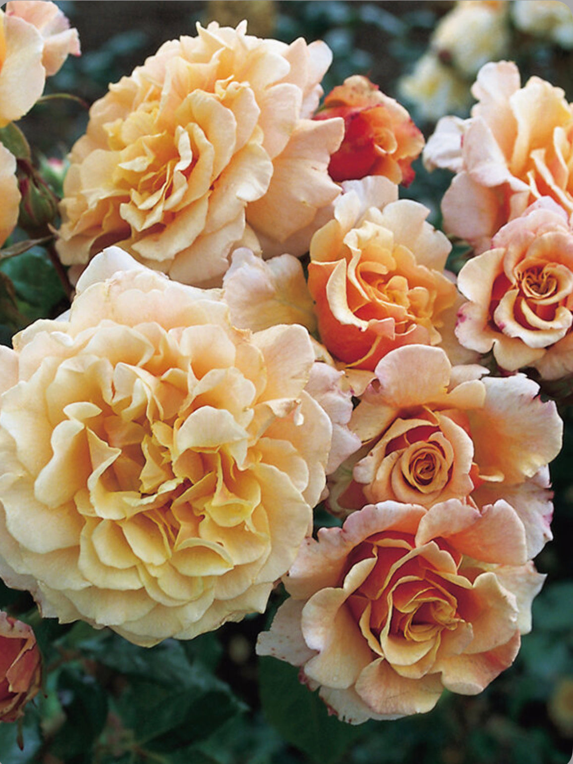 Caramella Fairy Tale image 0