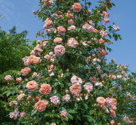 Climbing Colette image 0