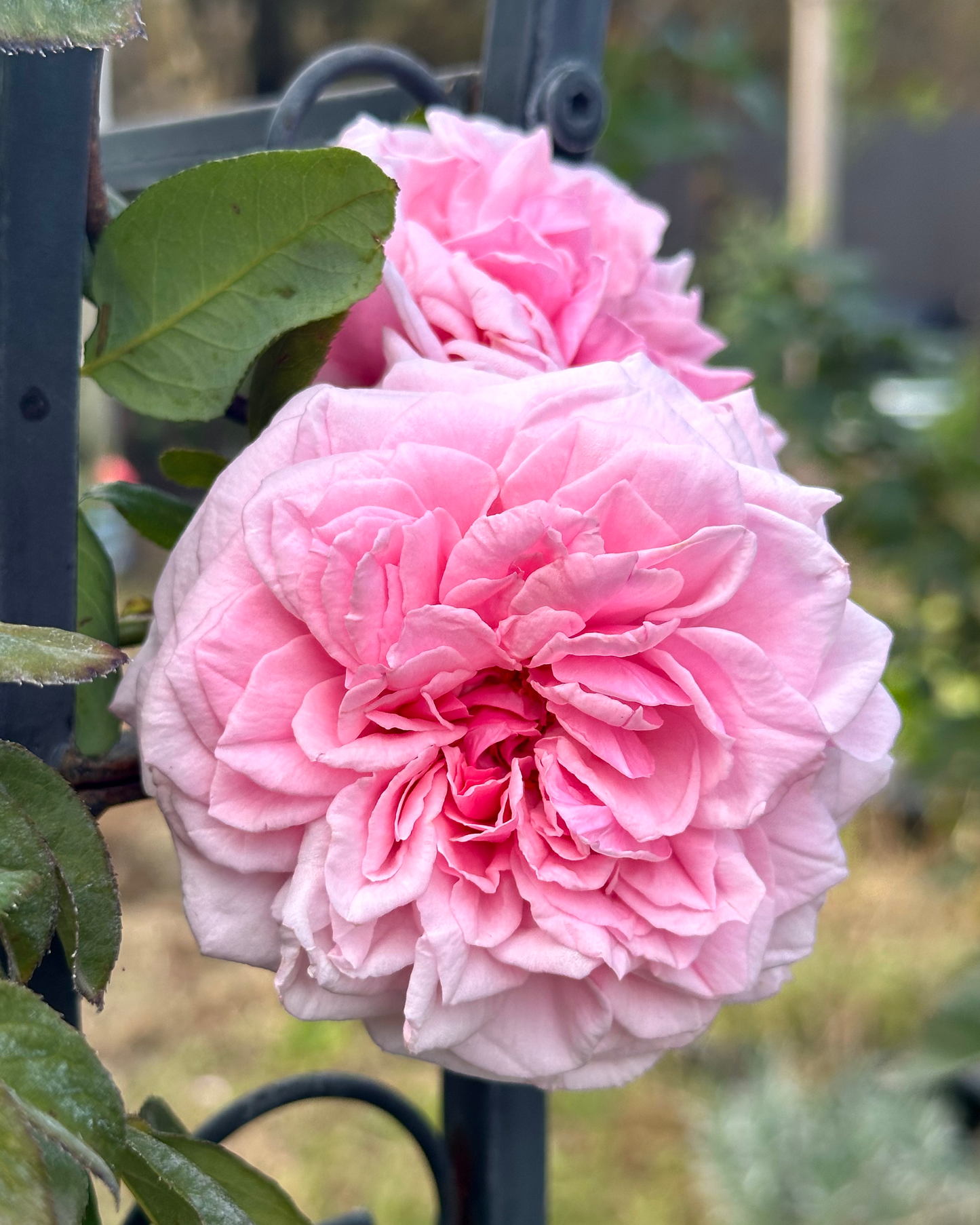 St. Genevieve de Paris image 1