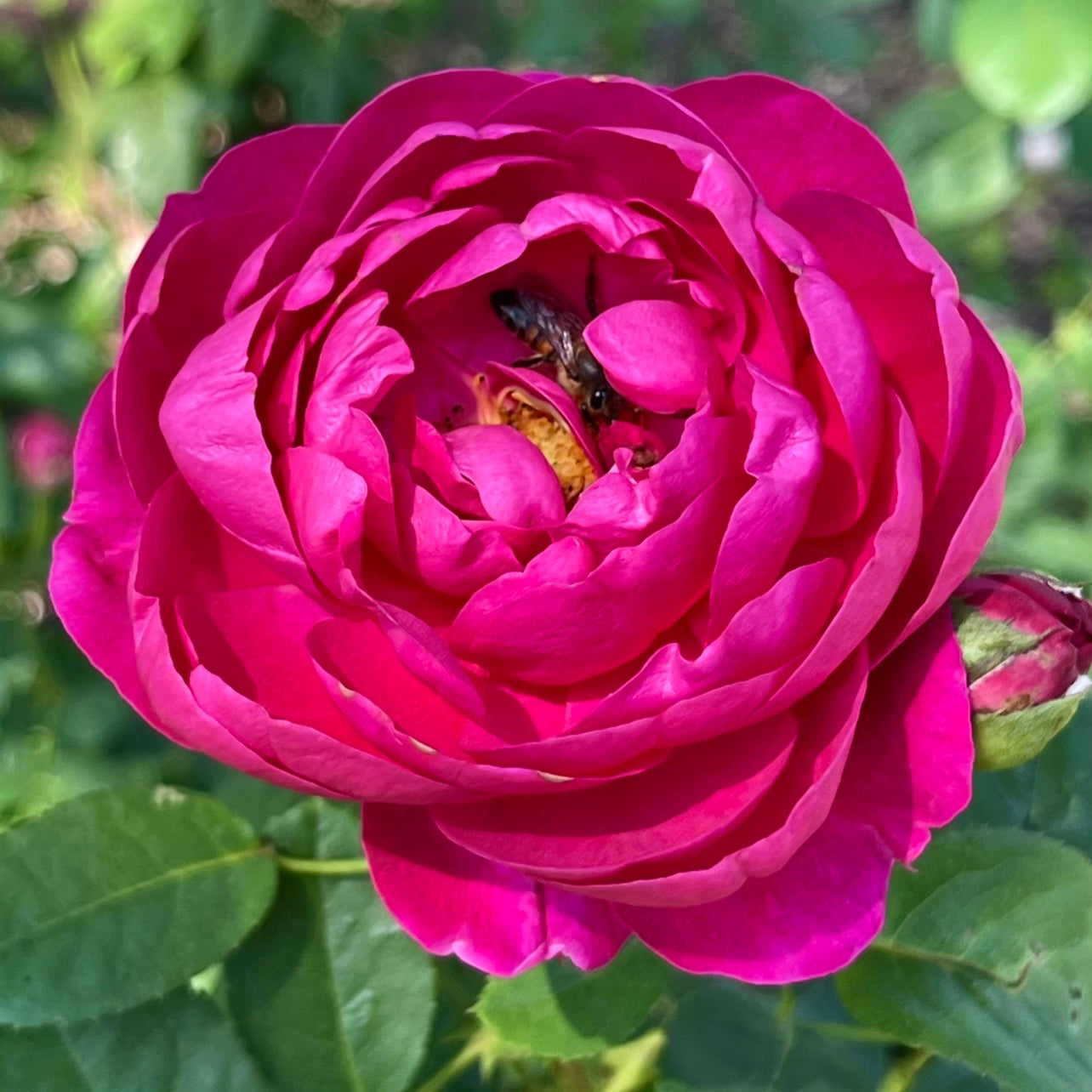 Ascot (TAN01757) image 2