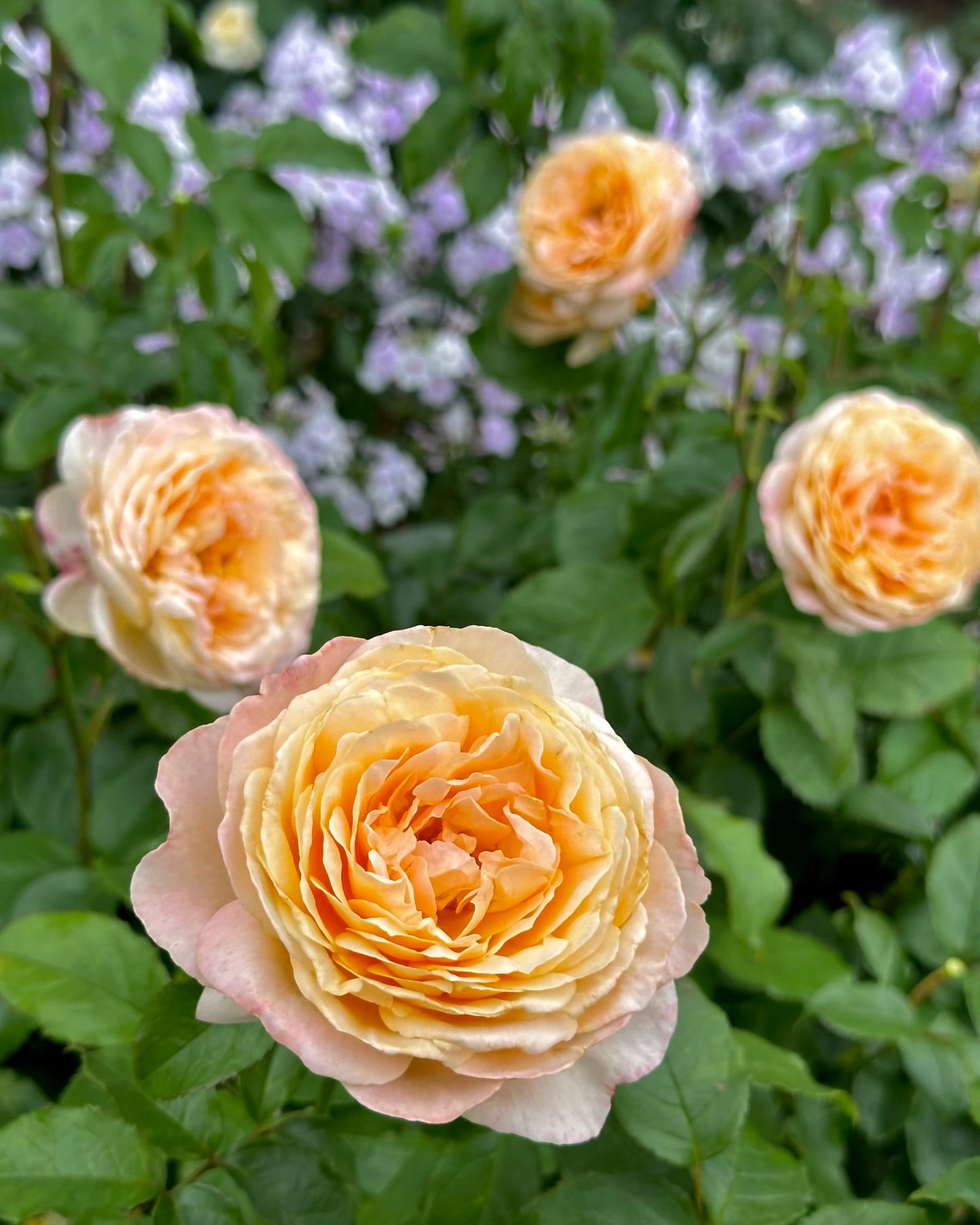 Duchess de Montmorency (DELagak) image 2