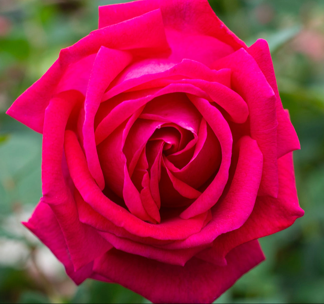 Sweet Spirit image 1