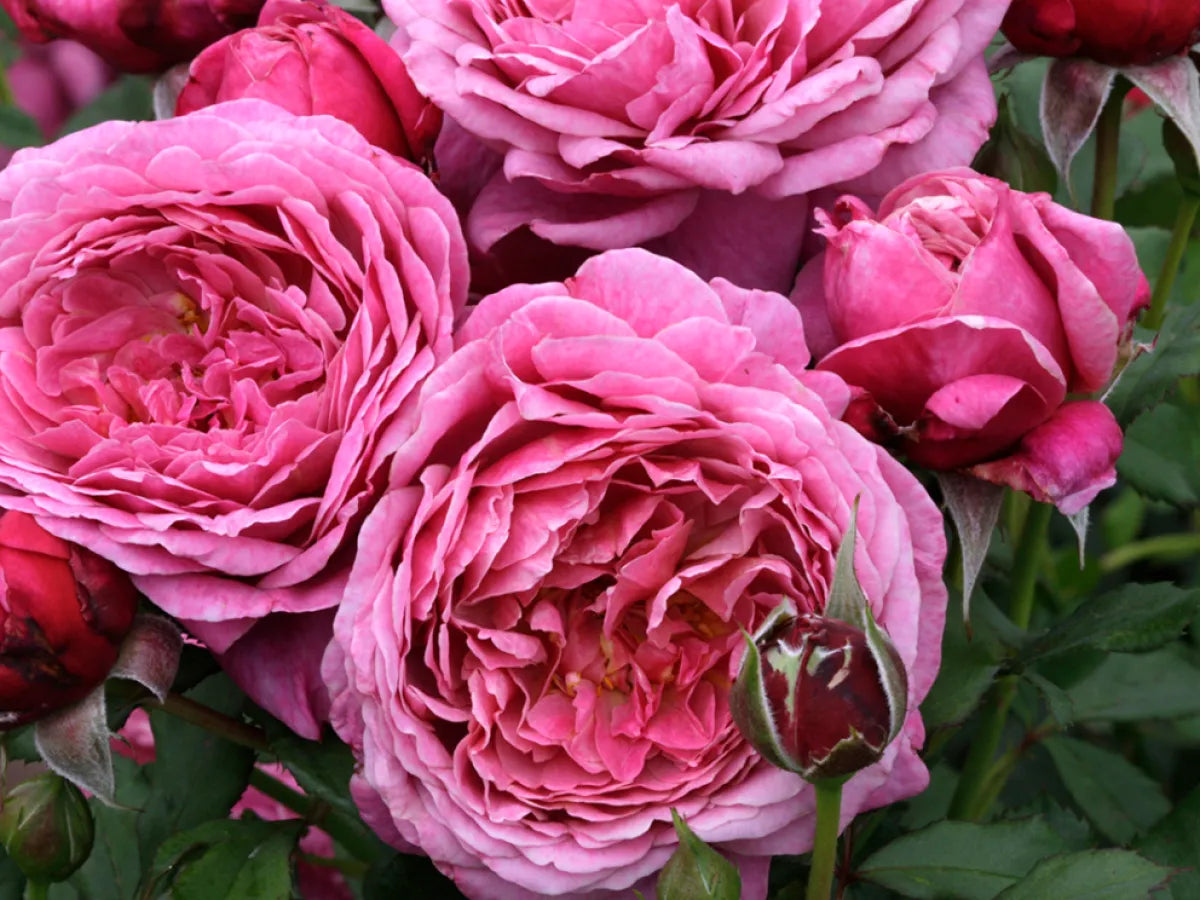 Queen of Elegance 24” Tree Rose