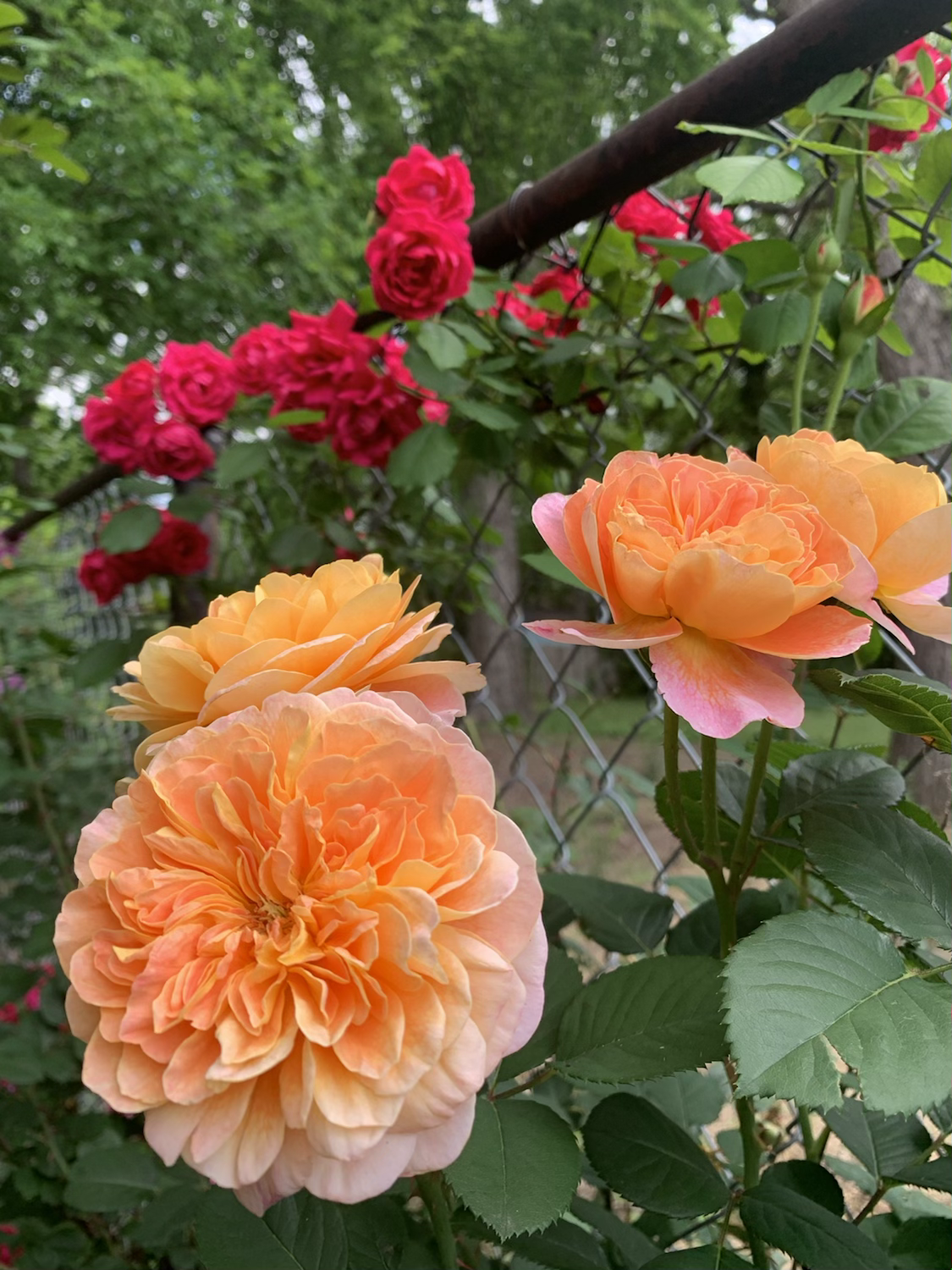 CLEpainter – One Love Rose and Gardens