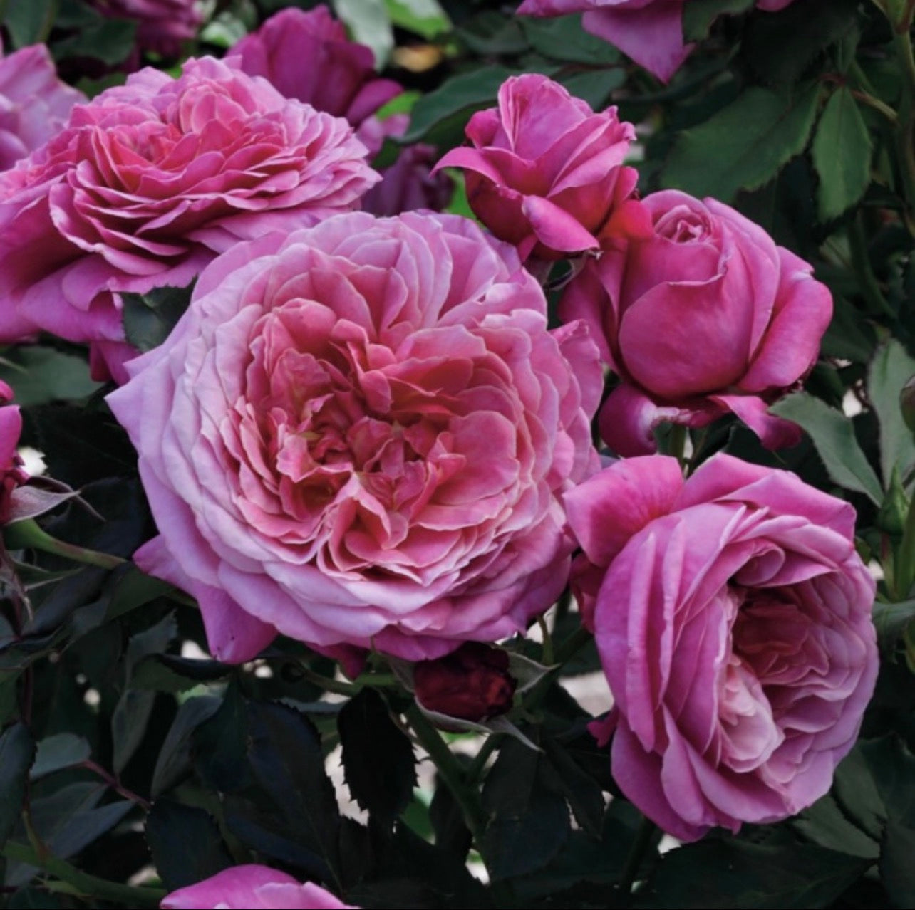 Queen of Elegance image 1