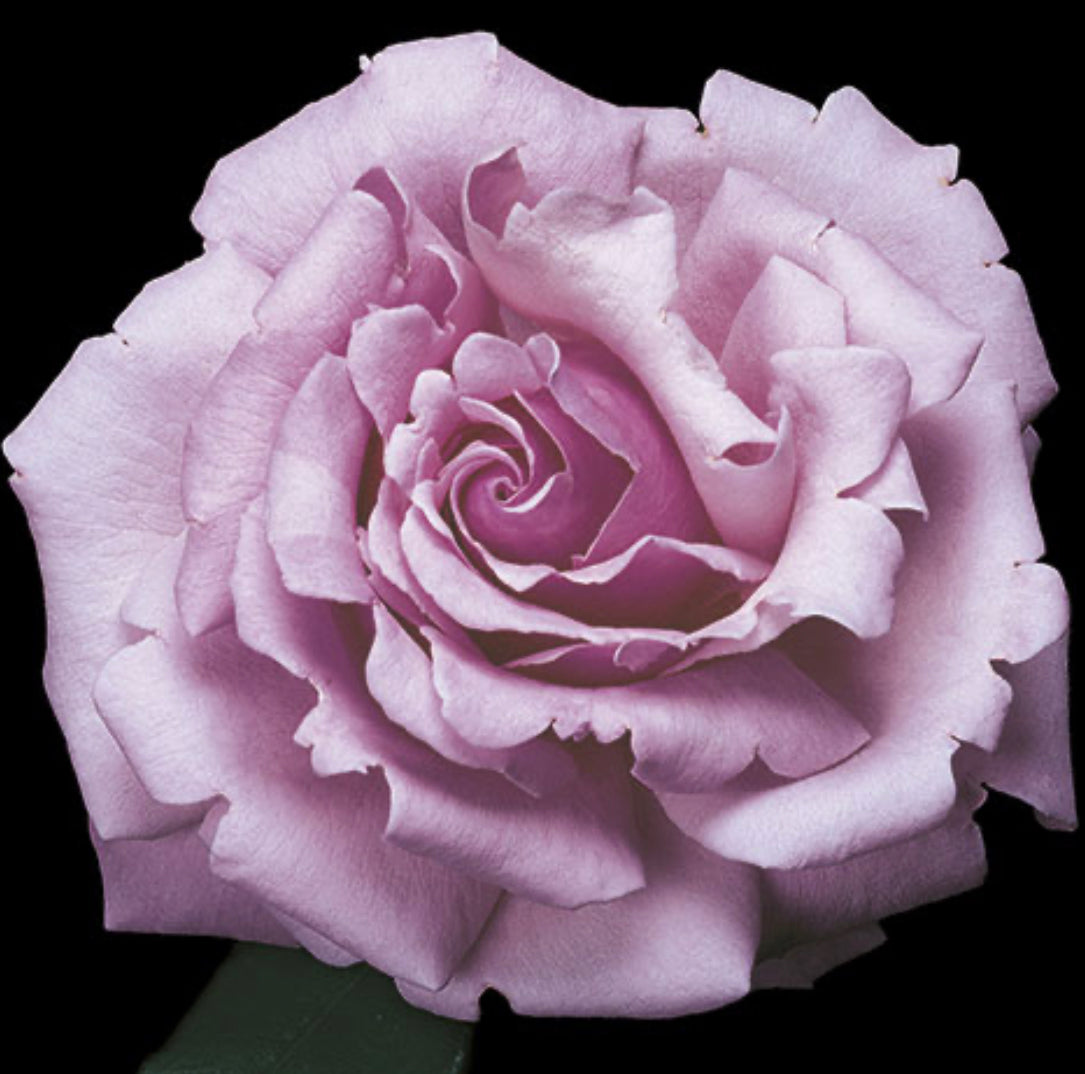 Memorial Day image 0