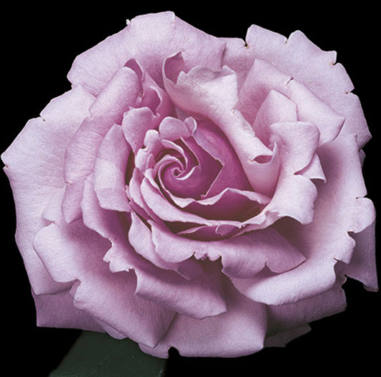 Memorial Day image 0