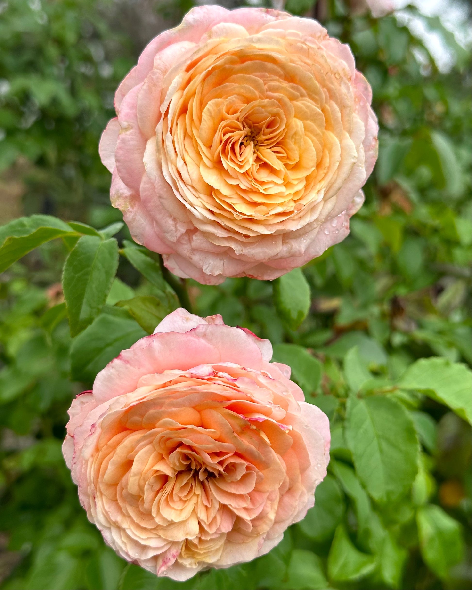 Duchess de Montmorency (DELagak) image 3