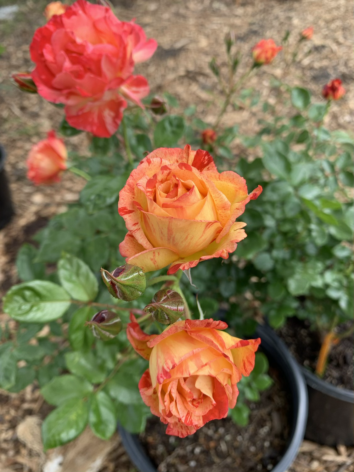 Ivan Crowther (DELstrijor) image 2