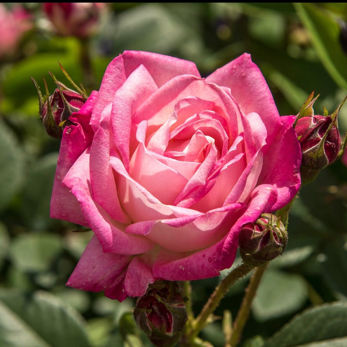 Pepermint Pop Peppermint Pop – One Love Rose and Gardens