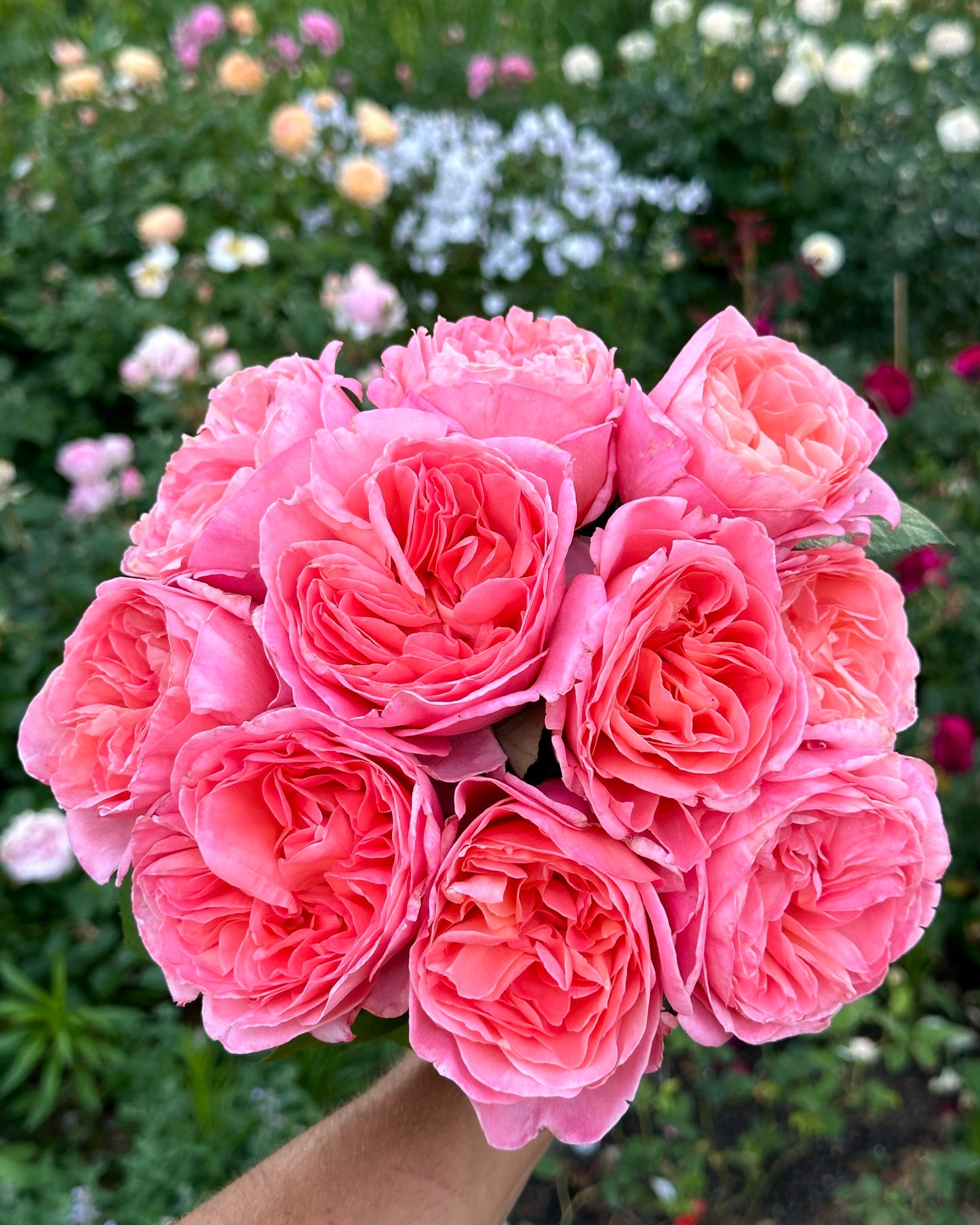 Sweet Mademoiselle image 0