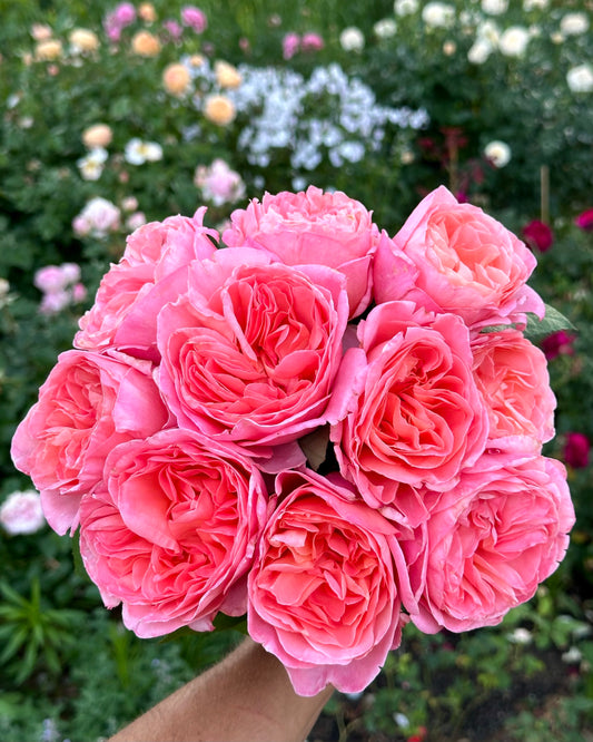 Sweet Mademoiselle image 0