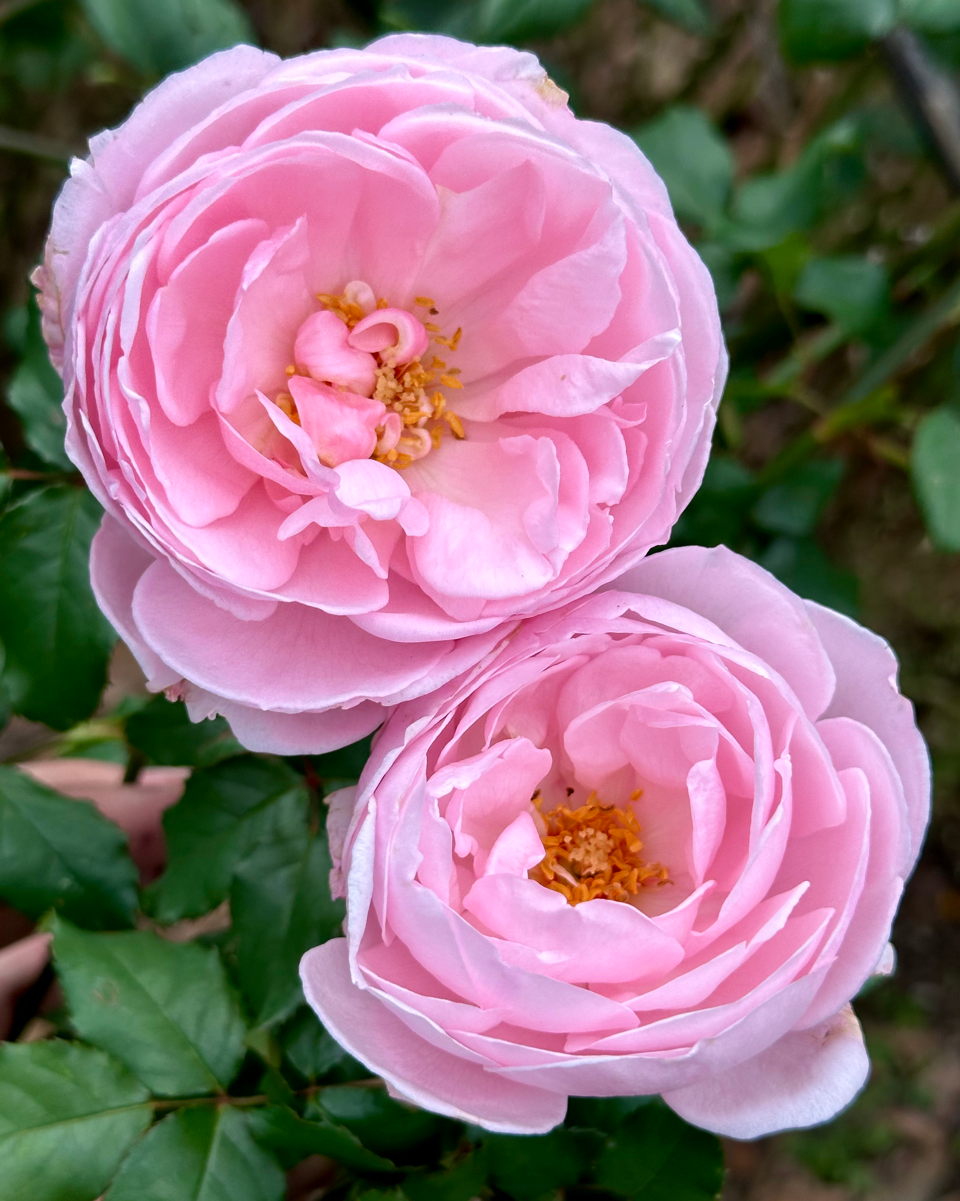 Nahema (DELeri) image 0