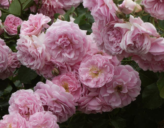 Lavender Lassie image 0