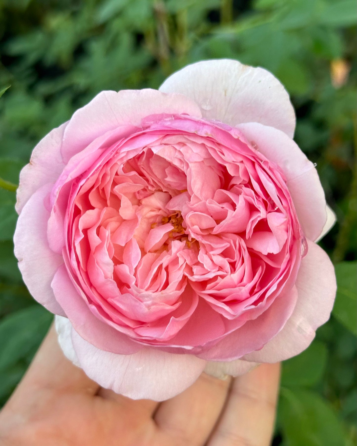 Eau de Parfum (MASdogui) image 0