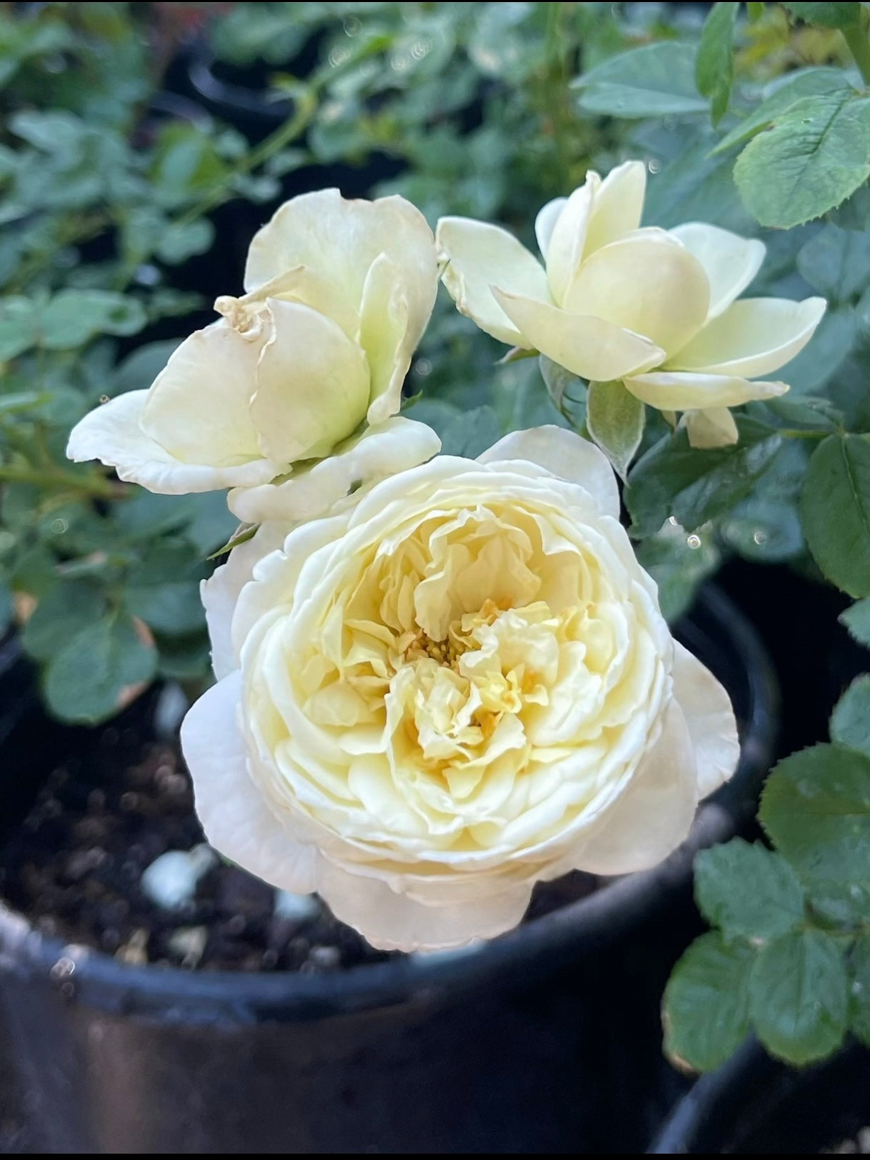 White Gold (COCquiriam) image 0