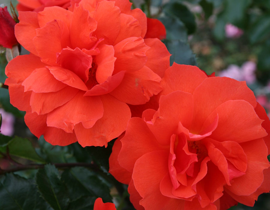 Sierra Lady™ image 1