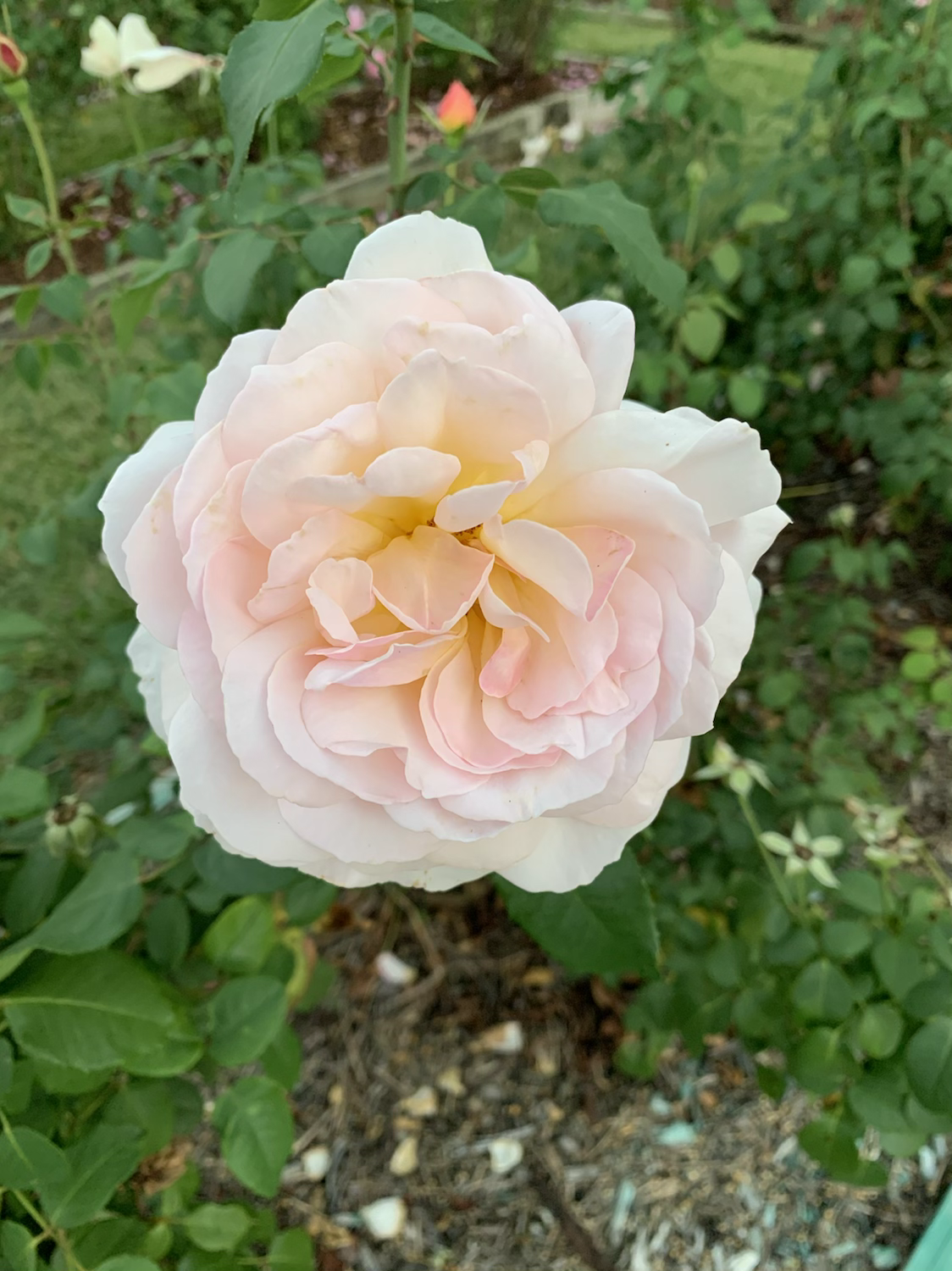Help Me Find Roses Garden and Home (DELanac) – One Love Rose and Gardens
