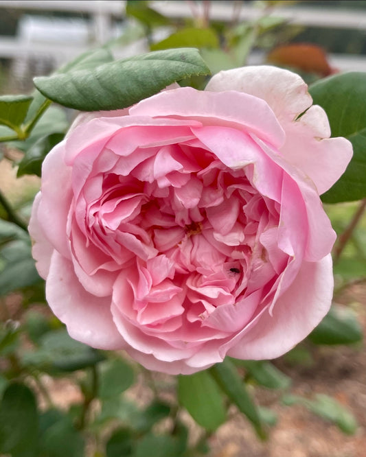 Saint Ethelburga image 0