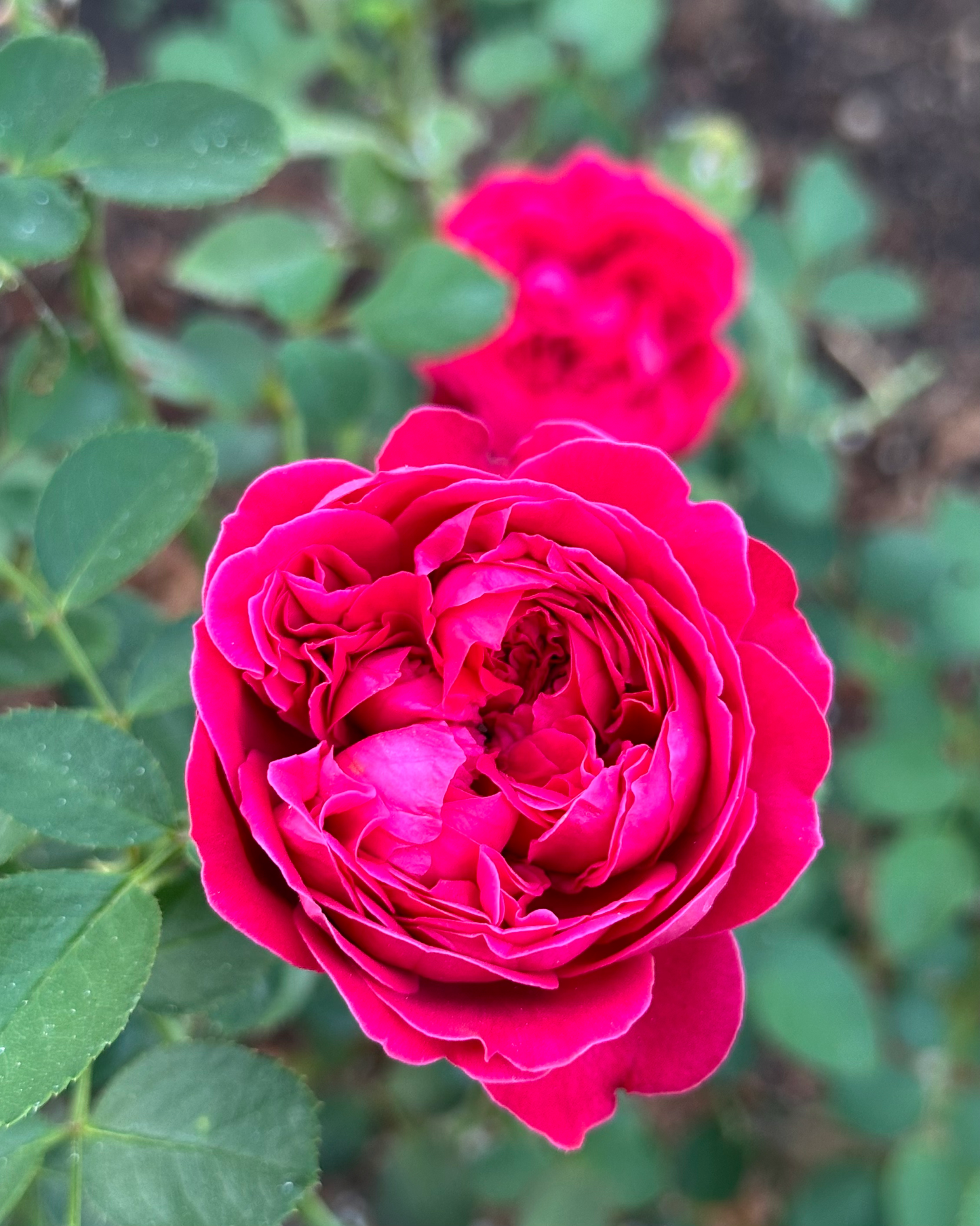 Ruby Slippers image 1