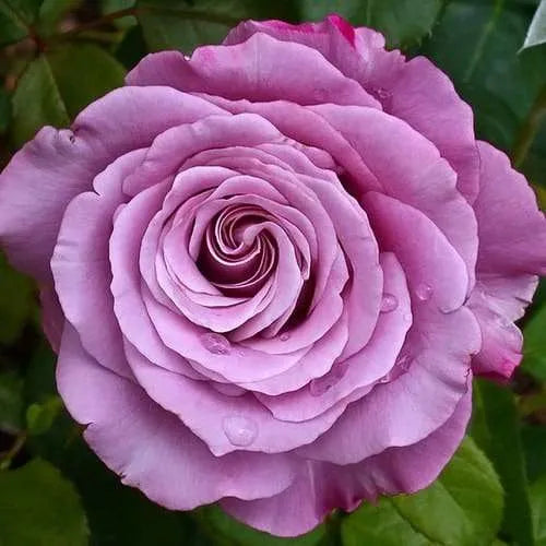 Neptune 36” Tree Rose