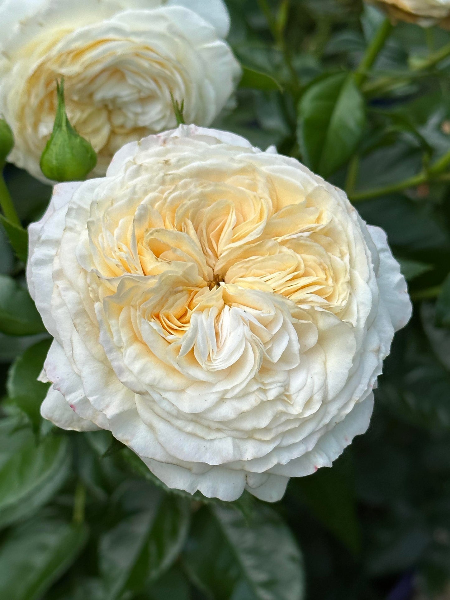 Angel’s Delight image 4