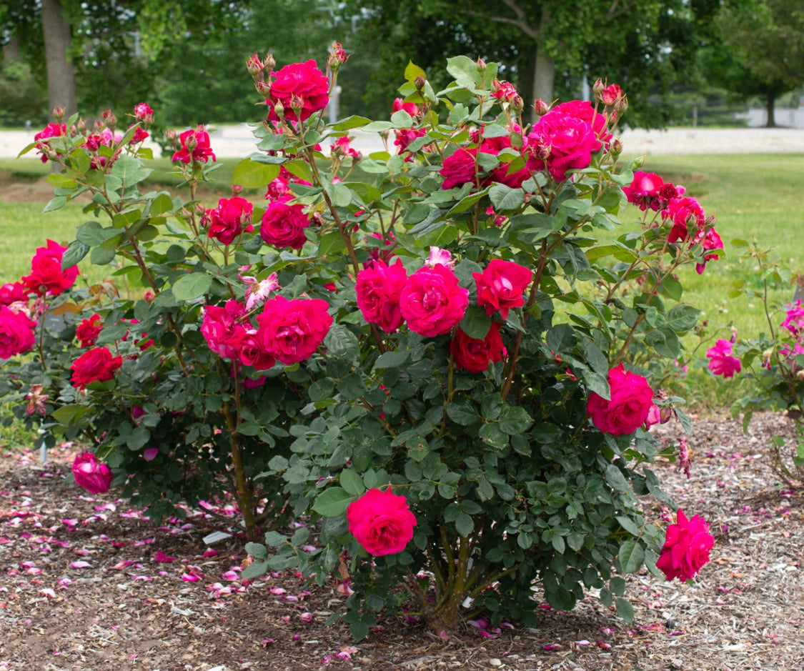 Sweet Spirit image 0