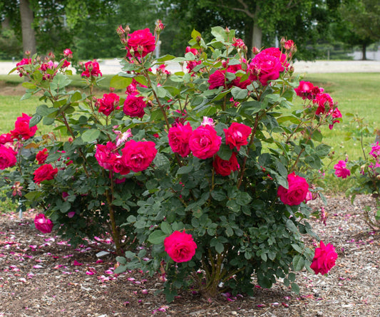 Sweet Spirit image 0