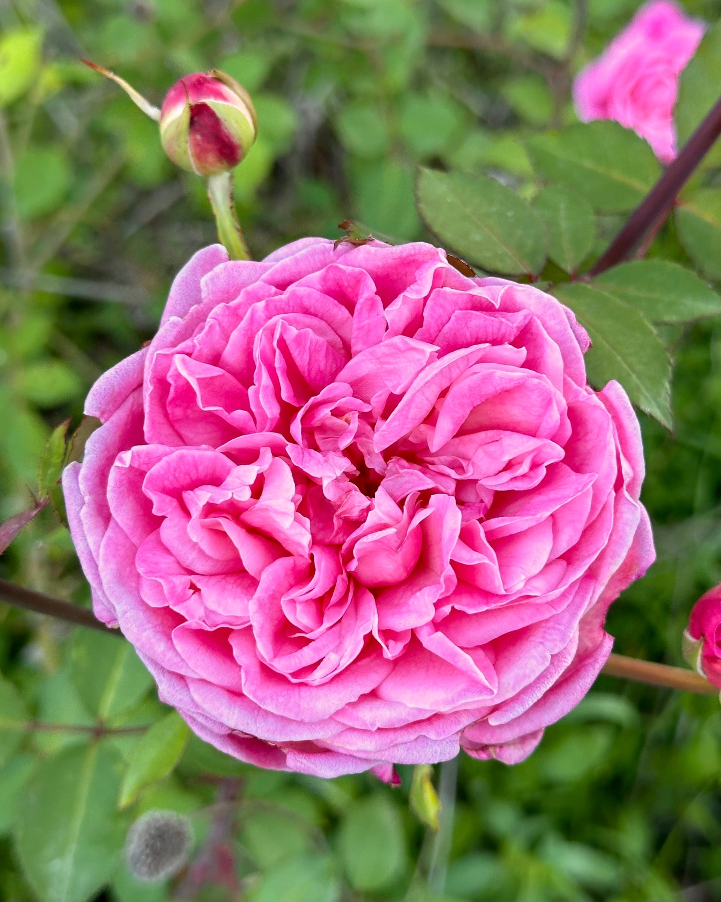 Mrs. B R Cant image 1