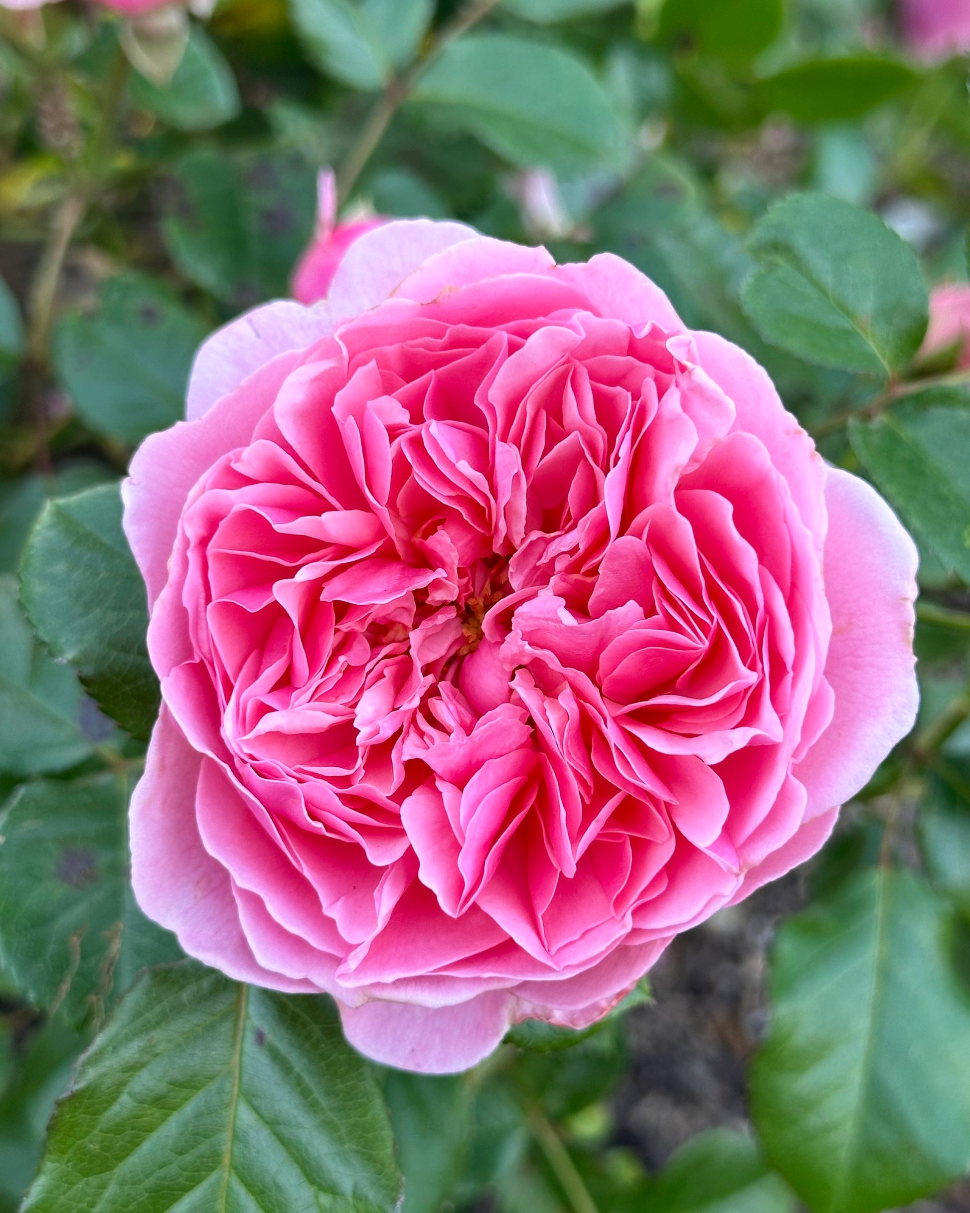 Kallisto (SAUvalet) image 3