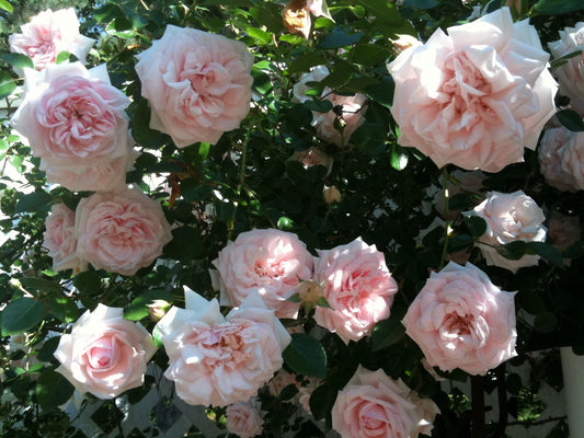 Climbing Aloha image 0