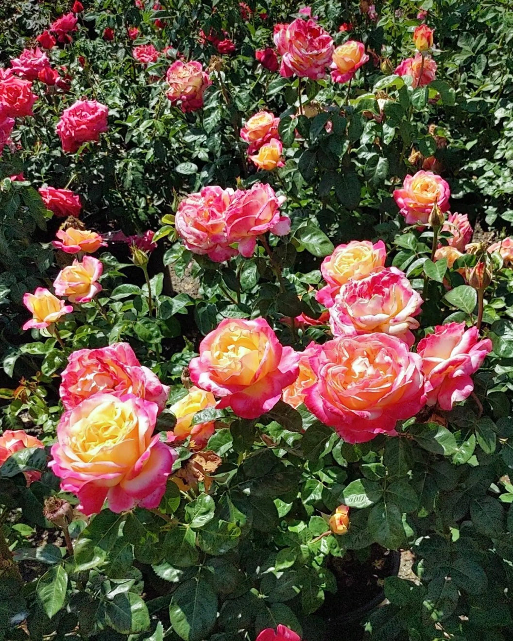 Love and Peace image 0