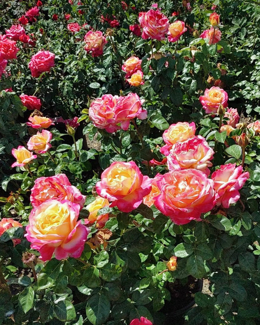 Love and Peace image 0