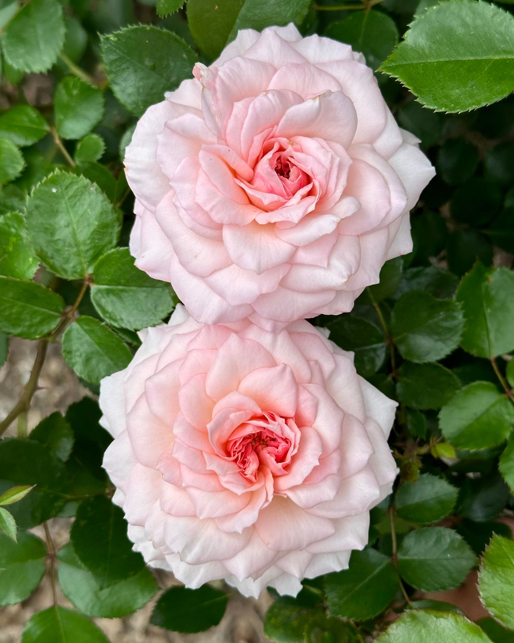 Elegant Fairy Tale – One Love Rose and Gardens