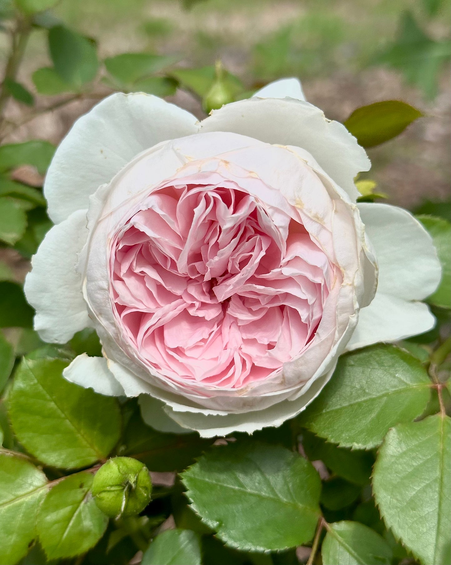 Earth Angel™ image 1