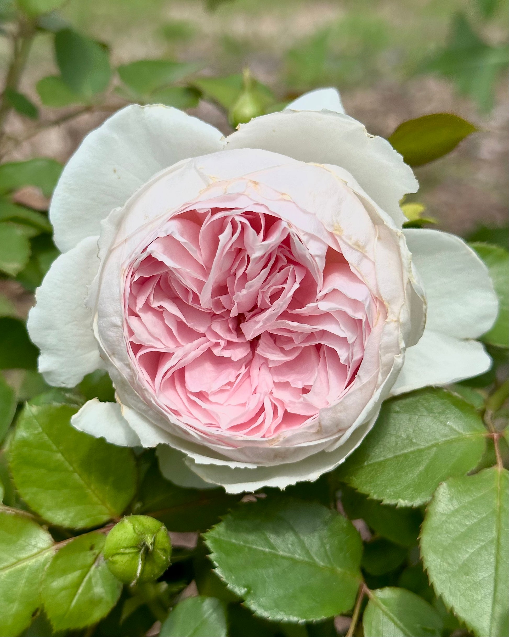 Earth Angel™ image 1